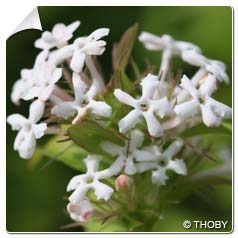 Abelia triflora